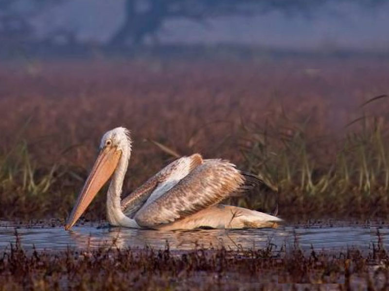 Taj Mahal Day Tour with Keoladeo National Park in Bharatpur