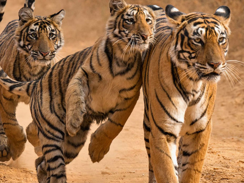 From Delhi: Private Golden Triangle with Ranthambore Tour