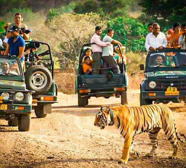 Ranthambore