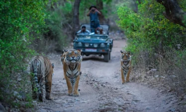 Tiger Ranthambore tour