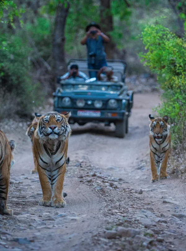 Tiger Ranthambore tour